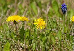 Nature / Fleurs - montre les photos à la racine de cet album Fleurs
