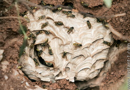 Insectes - montre les photos à la racine de cet album Insectes