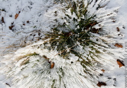 Neige Glace - montre les photos à la racine de cet album Neige Glace