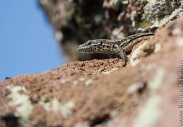 reptiles - montre les photos à la racine de cet album reptiles