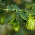 Houblon-023.jpg