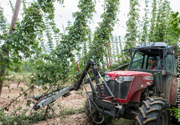 Houblon-062