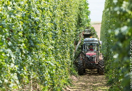 Houblon-078
