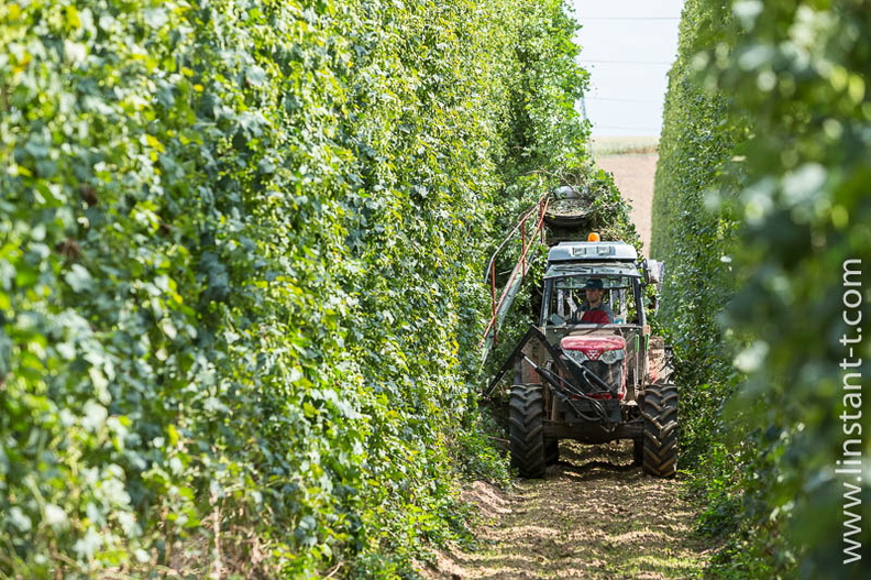 Le tracteur dans une rangée de la houblonnière pour la récolte des lianes de Houblon en Alsace. Houblon-078.jpg