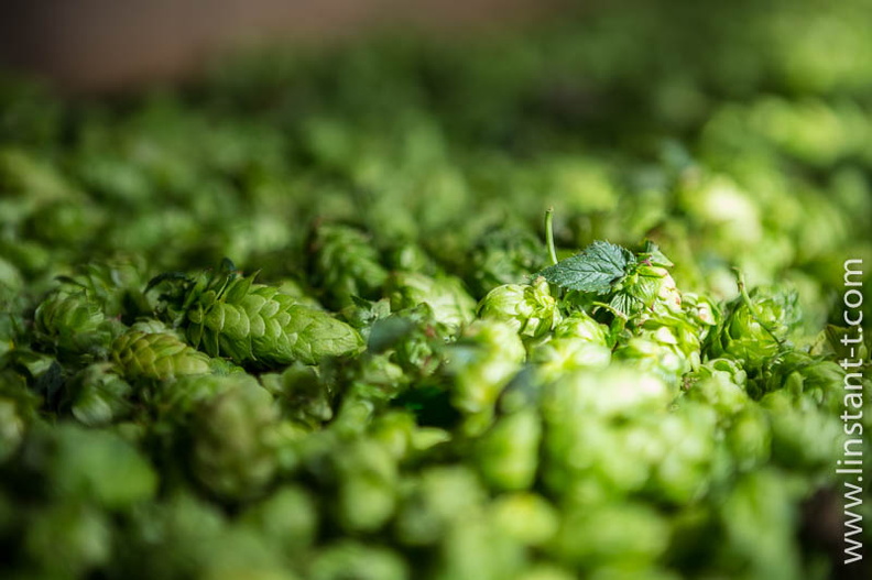 Les fleurs de Houblon après le tri en machine. Houblon-090.jpg