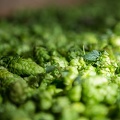 Houblon-090.jpg