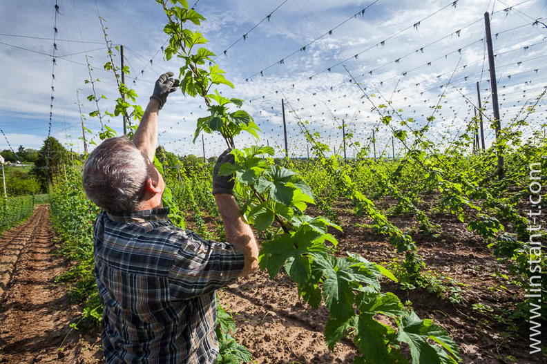 Un ouvrier met les lianes de Houblon sur les fils porteurs. Houblon-153.jpg
