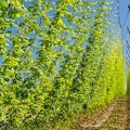 Houblon-196.jpg