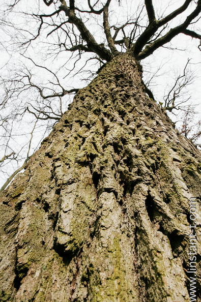 arbre photographié en contre-plongée. Forêt domaniale de la Hardt Nord Arbre-001.jpg