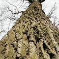 Arbre-001.jpg