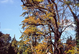 Arbre-13