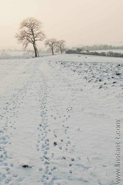 Des traces de chevreuil dans la neige sur un chemin, près de Melsheim. Au loin, un alignement d'arbre dont un avec une échelle de guet. Champs-055.jpg