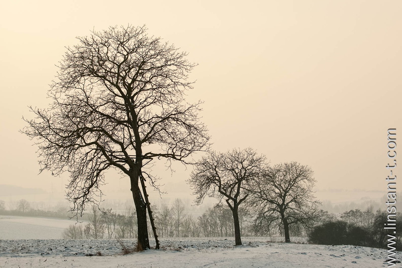 Trois arbres au bord d'un chemin près de Melsheim avec un ciel d'hiver et de la neige au sol. Champs-060.jpg