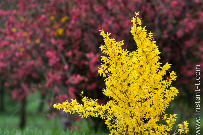 Jaune sur mauve