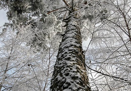 Foret-111