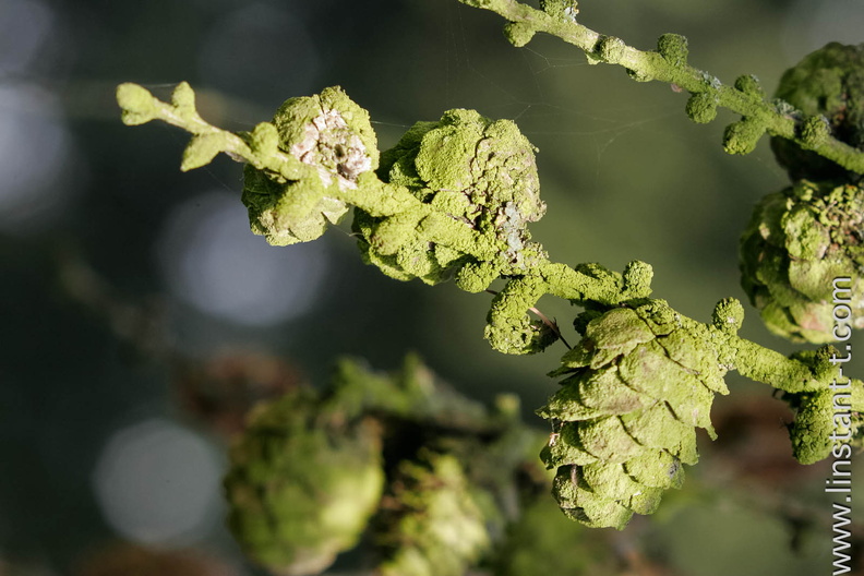 Vieux cônes de Mélèze recouverts de Lichen. Meleze-010.jpg
