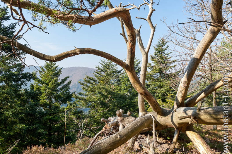 La cime d'un Pin sylvestre tombé depuis plusieurs années Pin_Sylv-005.jpg