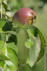 Poire