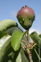 Poire