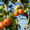 Pommier-051