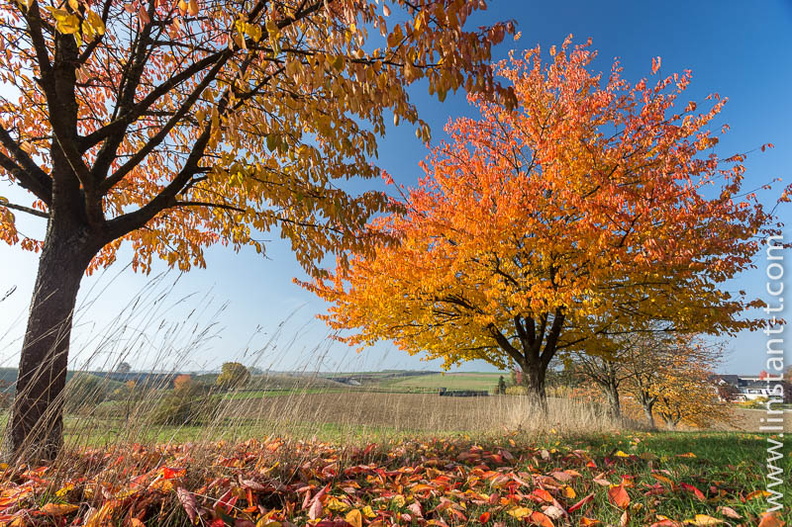 Des cerisiers avec leur feuillage rougeoyant en automne. Pre-026.jpg