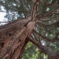 Sequoia-003.jpg