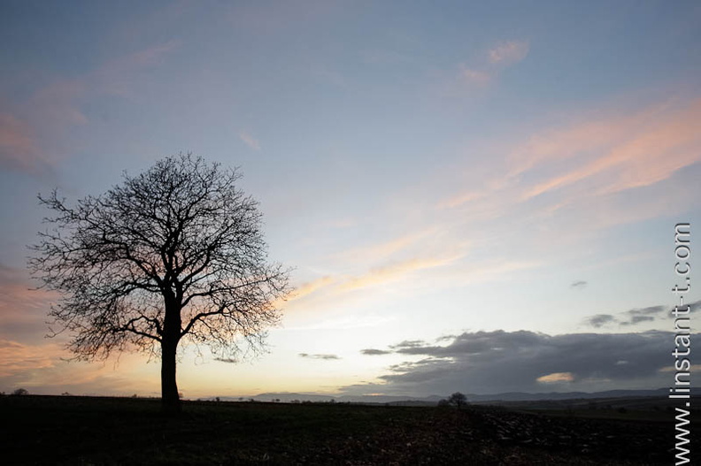 Un arbre isolé se détache sur le ciel du soir. Sunset-019.jpg
