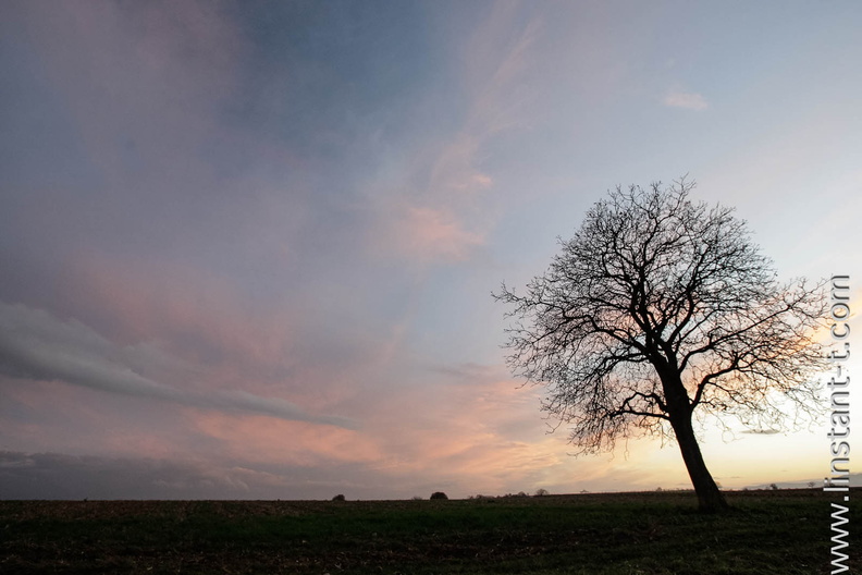 Un arbre isolé se détache sur le ciel du soir. Sunset-021.jpg