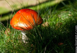 Amanite-tue-mouche-002