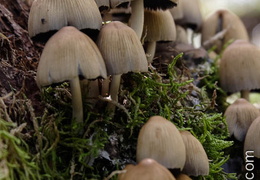Champignon-002