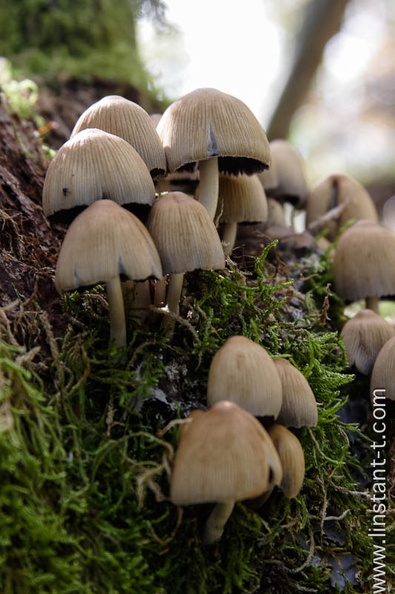 Champignon-002.jpg