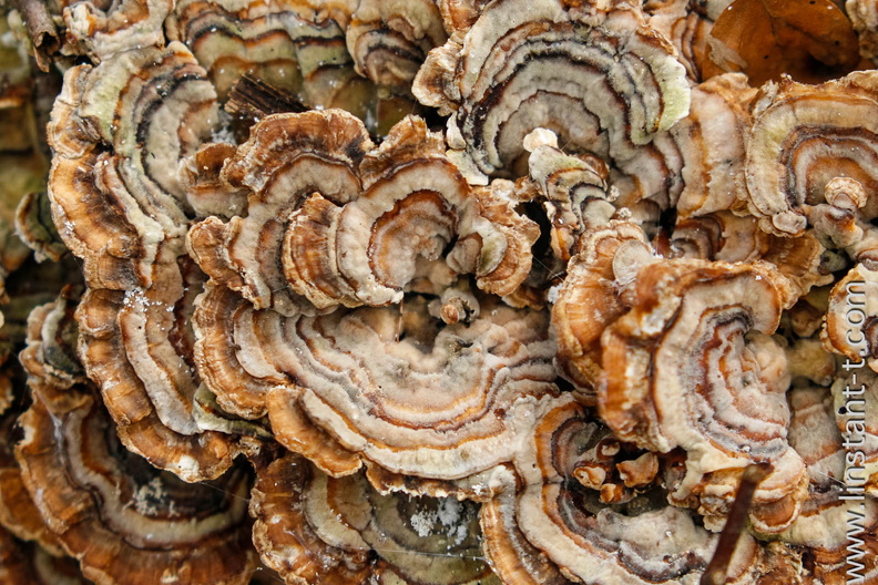 Champignon-008.jpg