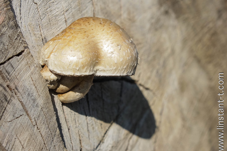 Champignon-011.jpg