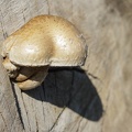 Champignon-011.jpg