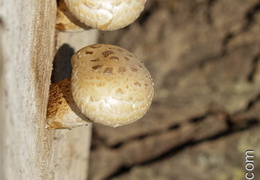 Champignon-012