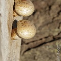 Champignon-012.jpg