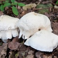 Champignon-015.jpg