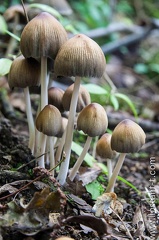 Champignon-016