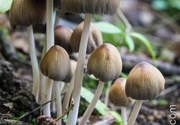 Champignon-016