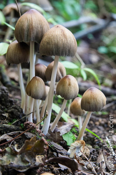 Champignon-016.jpg