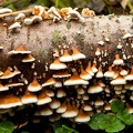 Champignon-017.jpg