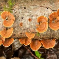 Champignon-018.jpg