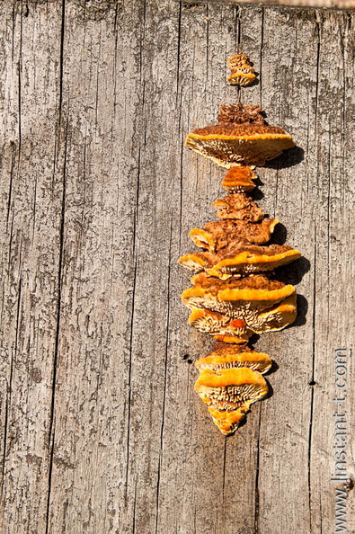 Colonie de champignons xylophage sortie d'une fissure d'une planche Champignon-020.jpg