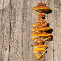 Champignon-020