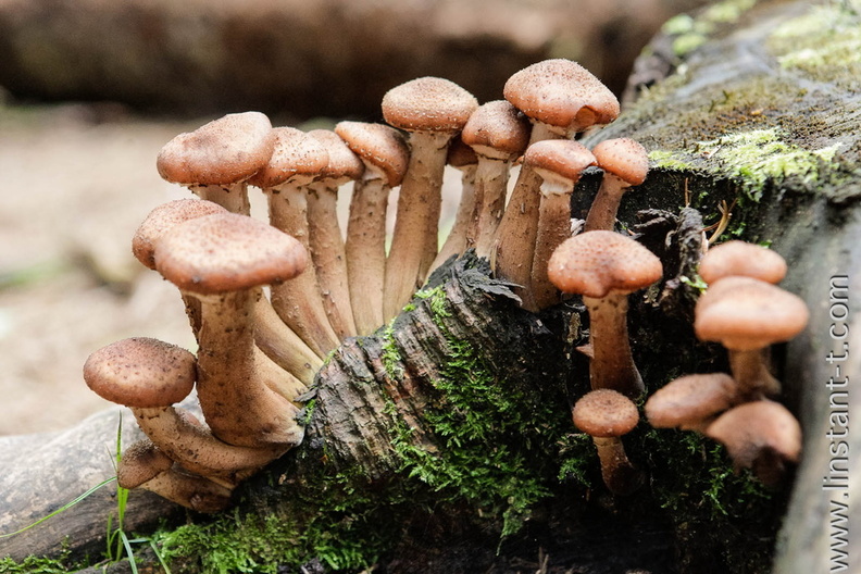 Champignons-021.jpg