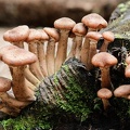 Champignons-021.jpg