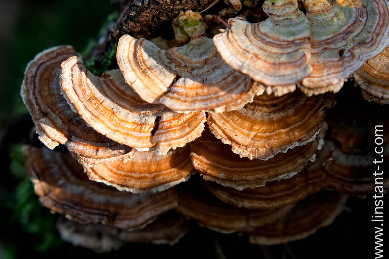 Colonie de champignons xylophage sur une souche Champignons-023.jpg