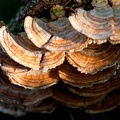 Champignons-023.jpg