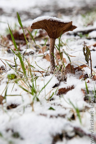 Champignons-026.jpg