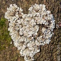 Lichen-009